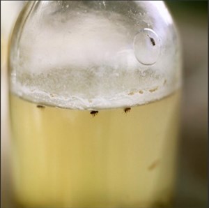 Image description is not available for 2010.034